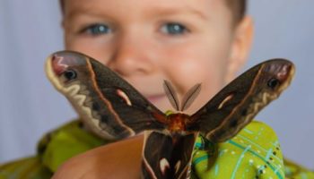 Festival-des-Insectes-1-480x360